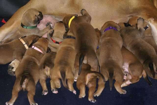 South African Boerboel Welpen zu verkaufen